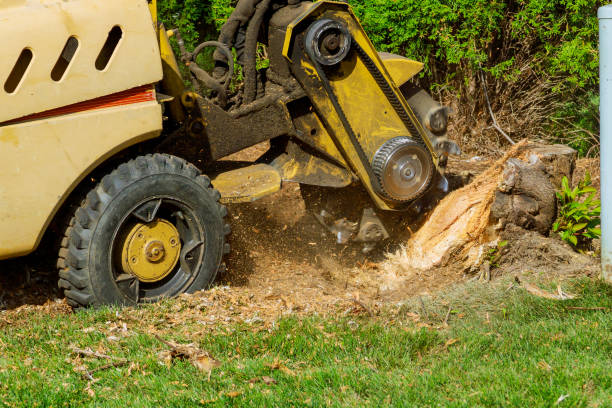 Best Storm Damage Tree Cleanup  in Fort Lee, VA