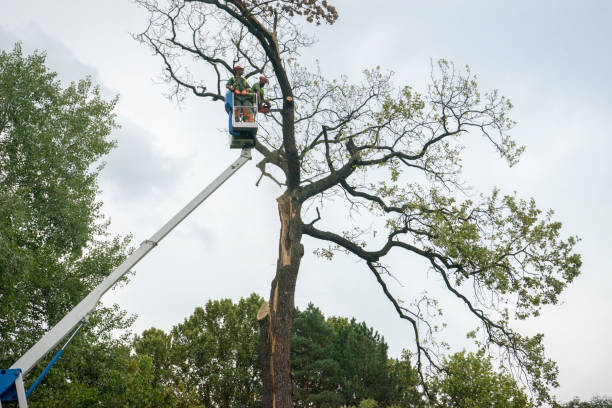 Best Tree Preservation Services  in Fort Lee, VA