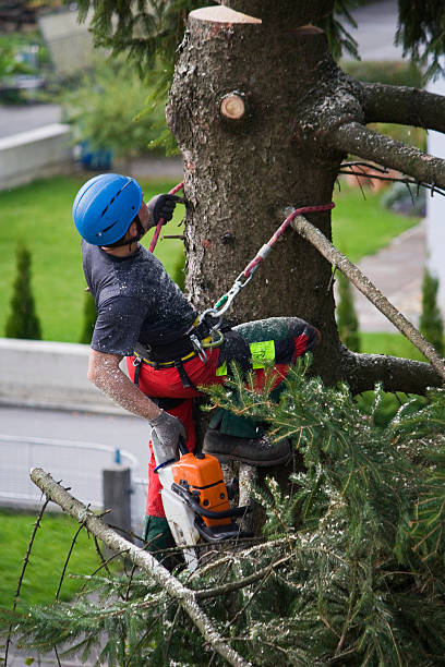 Best Tree Cabling and Bracing  in Fort Lee, VA