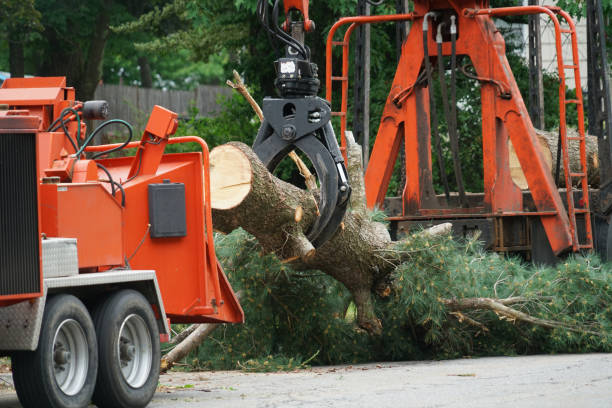Best Utility Line Clearance  in Fort Lee, VA