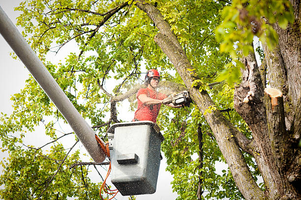 Trusted Fort Lee, VA Tree Services Experts