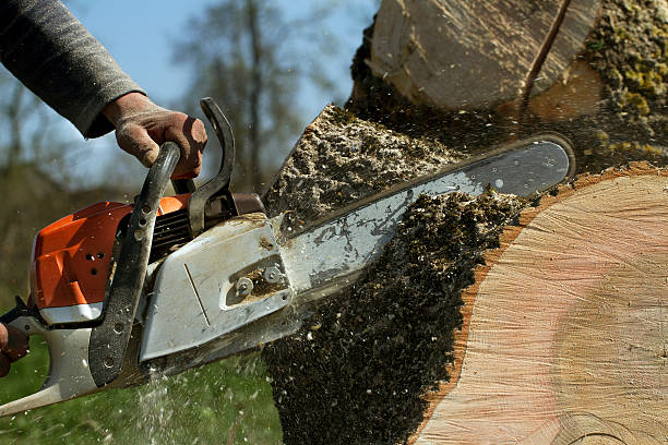 Best Root Management and Removal  in Fort Lee, VA